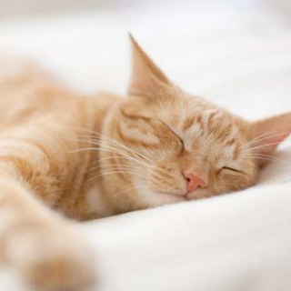 Cat sleeping